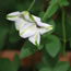 Clematis viticella alba